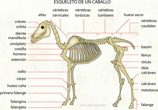 Esqueleto de un caballo